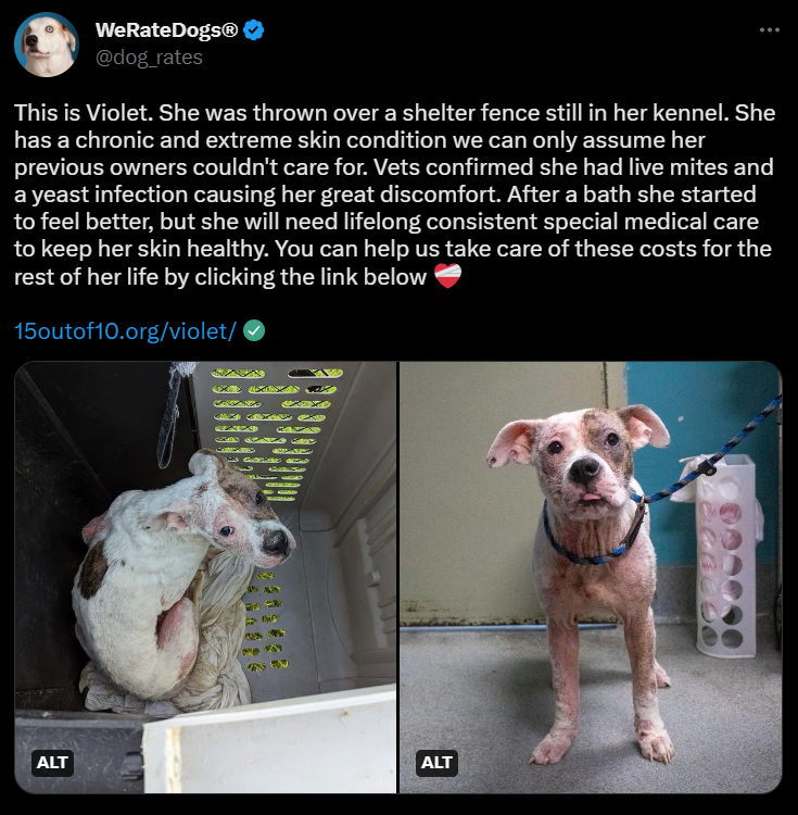 Twitter pages to follow_@Dog_rates